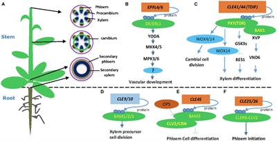 Peptide Signaling Pathways Regulate Plant Vascular Development